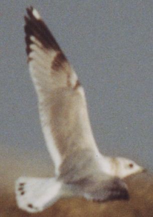 Short-billed Gull - ML629054215