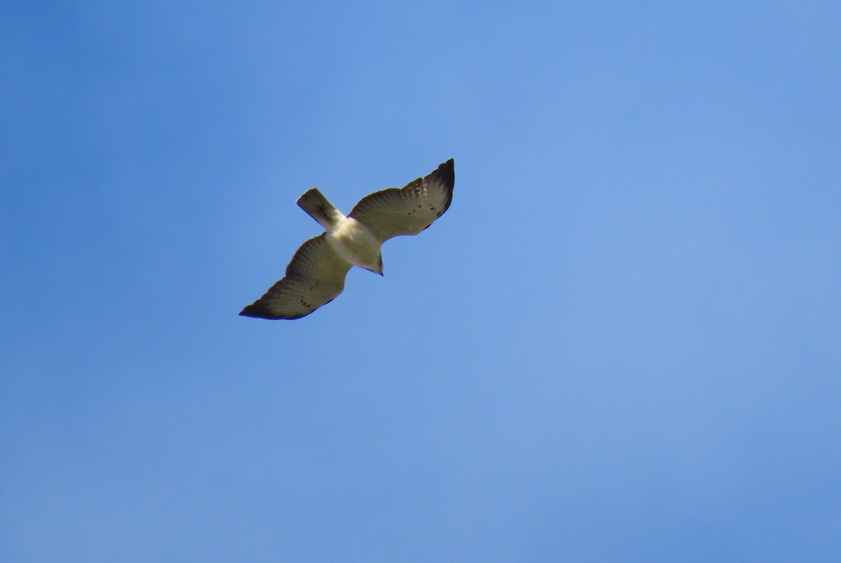 Short-tailed Hawk - ML629054218