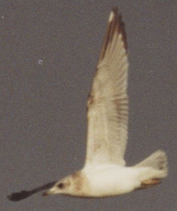 Short-billed Gull - ML629054222