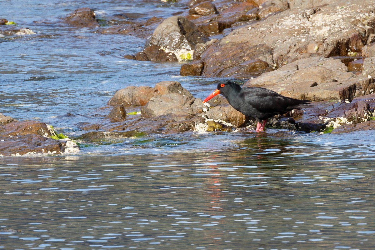 Sooty Oystercatcher - ML629054297