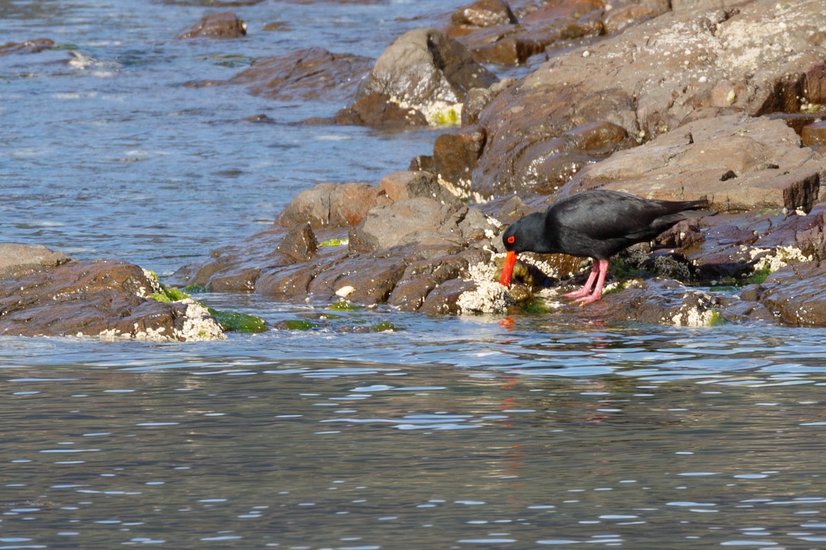 Sooty Oystercatcher - ML629054496