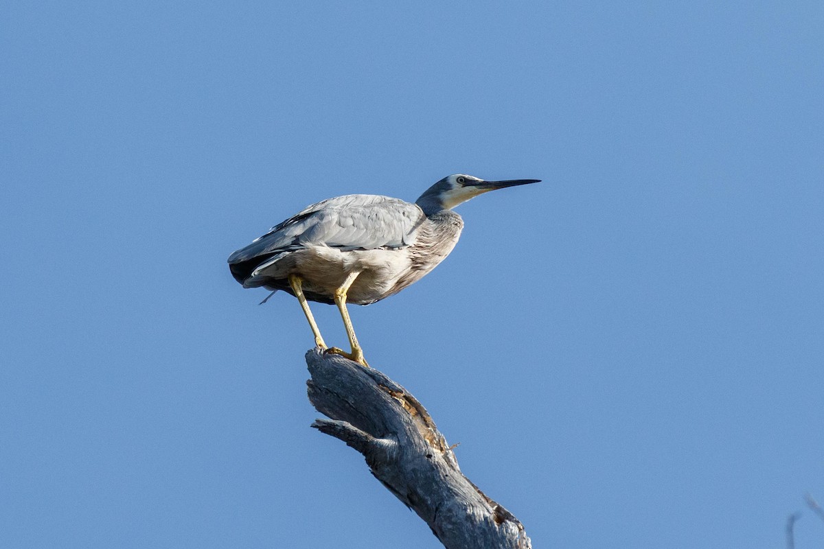 White-faced Heron - ML629054540