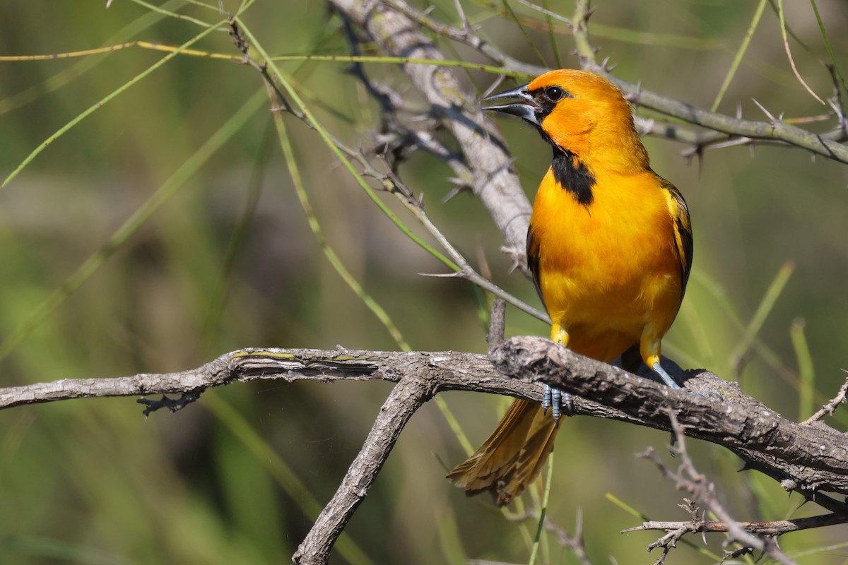 Altamira Oriole - ML629054609