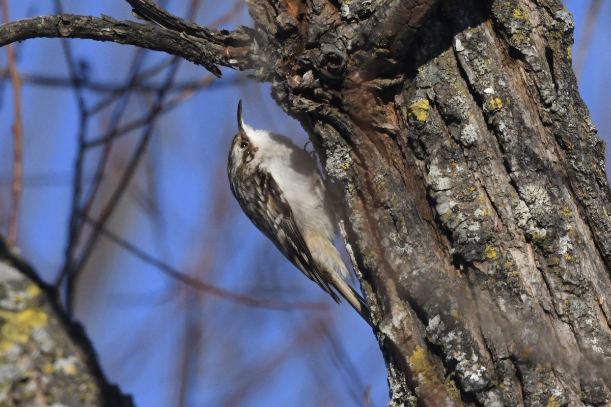 Brown Creeper - ML629054635