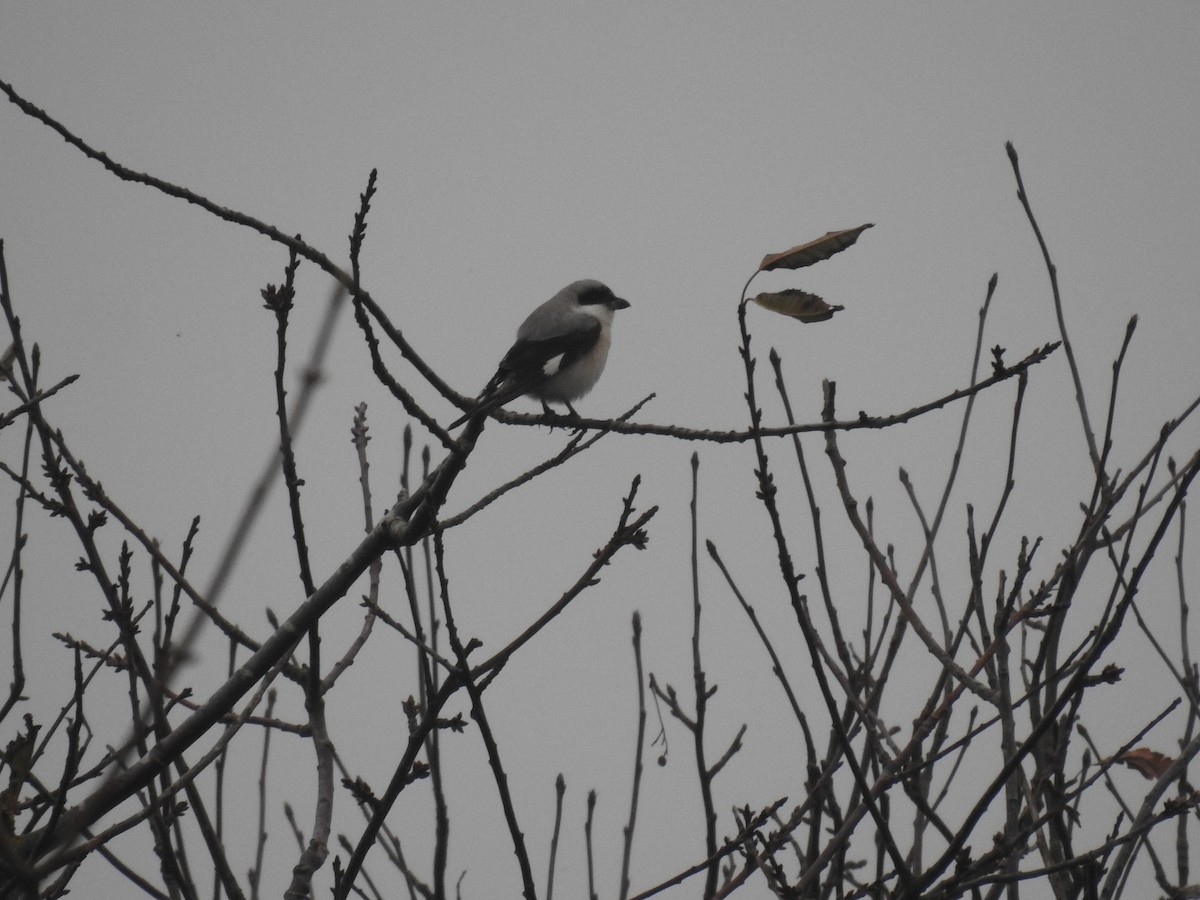 Lesser Gray Shrike - ML629054679