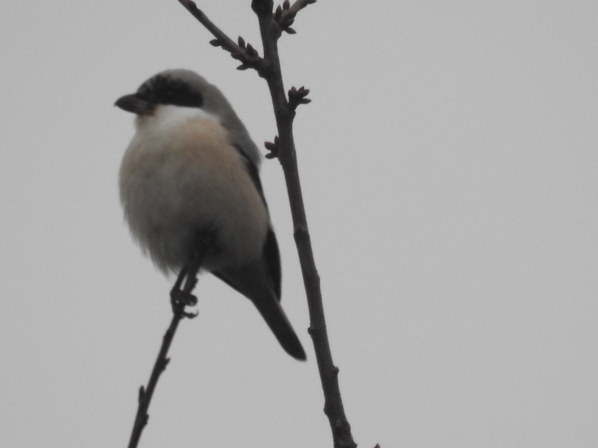 Lesser Gray Shrike - ML629054680