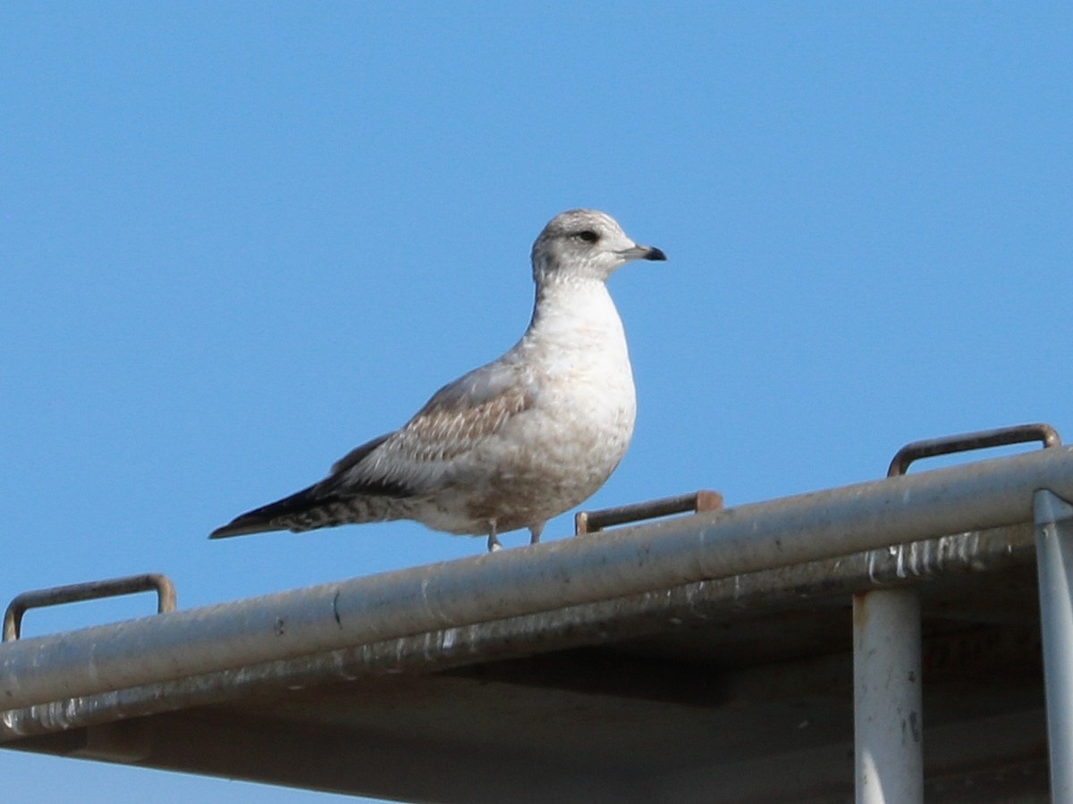 Short-billed Gull - ML629054720