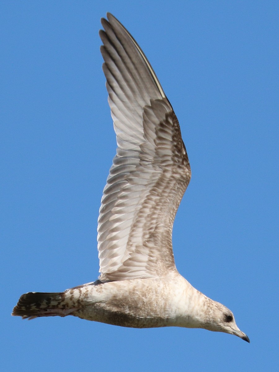 Short-billed Gull - ML629054721