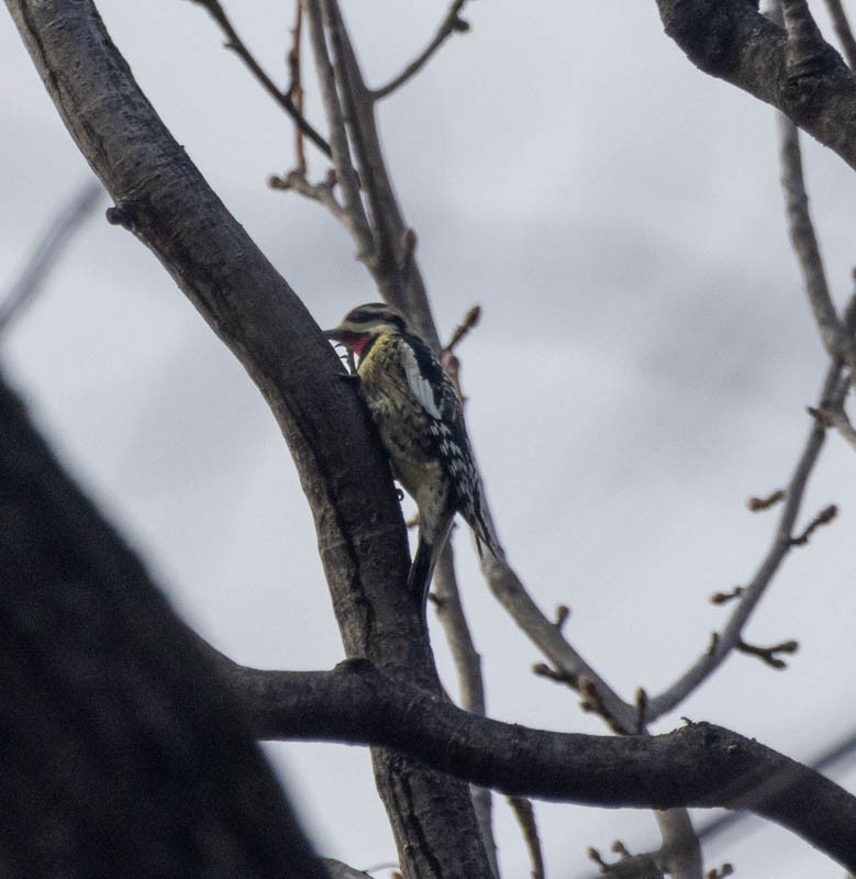 Yellow-bellied Sapsucker - ML629054736