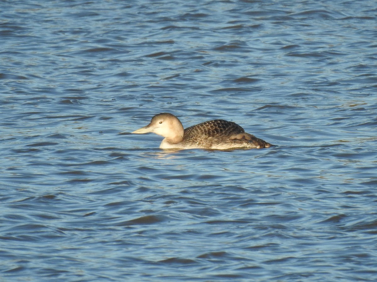 Yellow-billed Loon - ML629054774