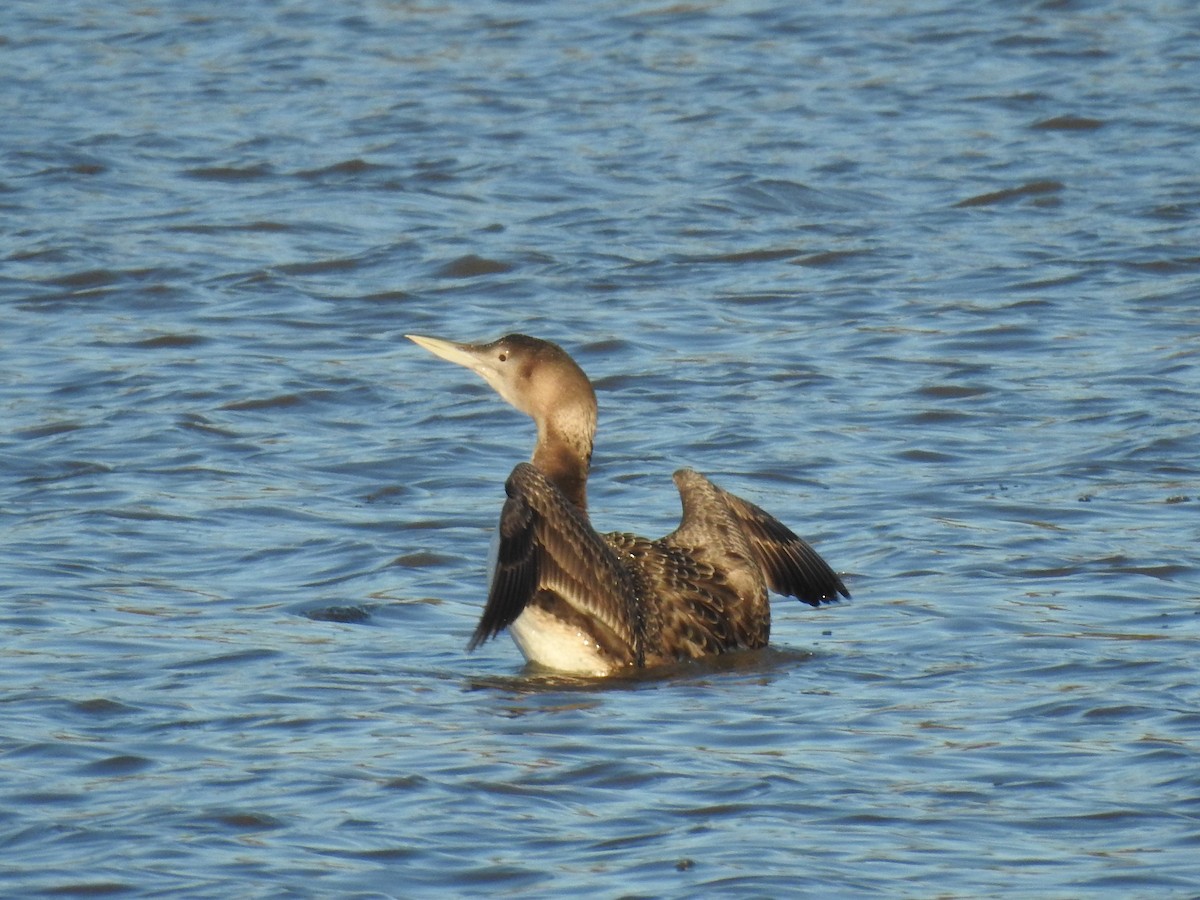 Yellow-billed Loon - ML629054775