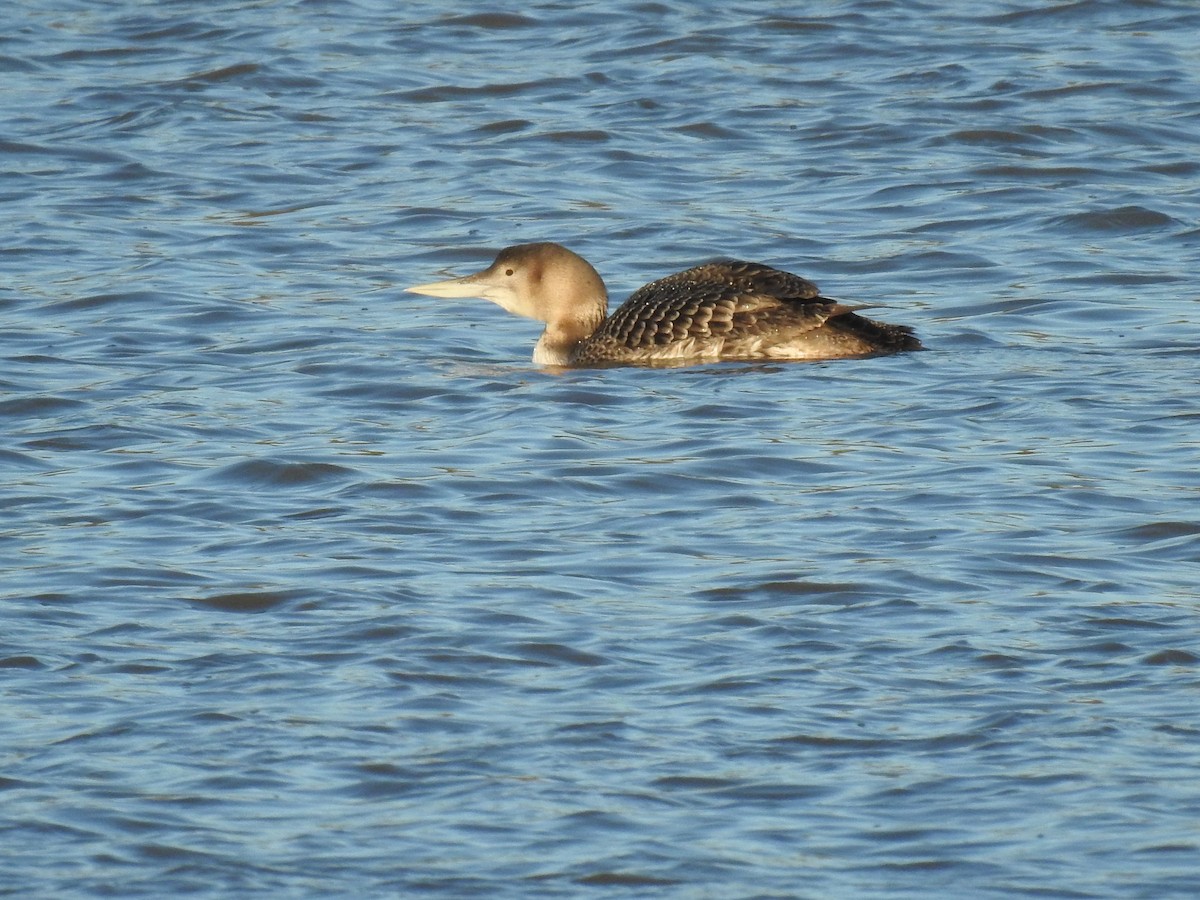 Yellow-billed Loon - ML629054776