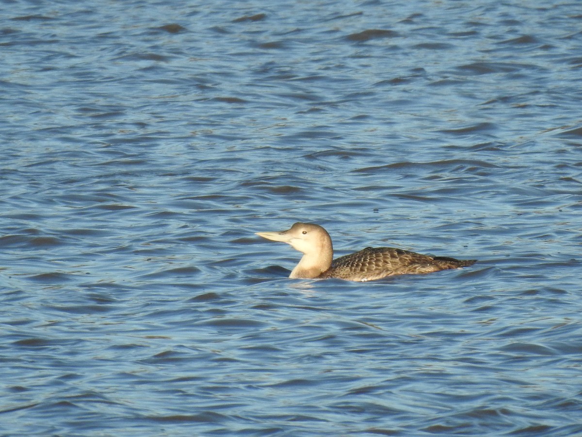 Yellow-billed Loon - ML629054777