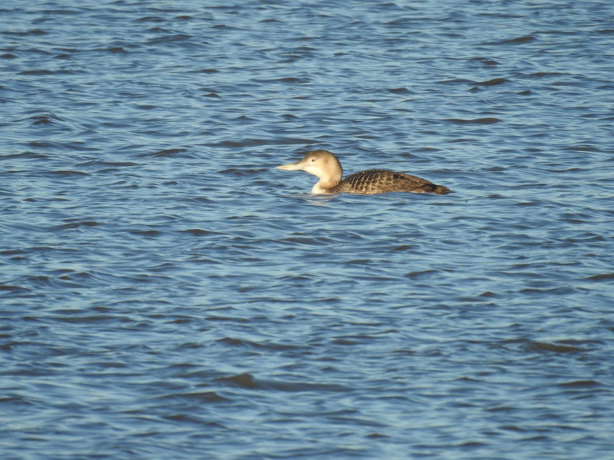 Yellow-billed Loon - ML629054778
