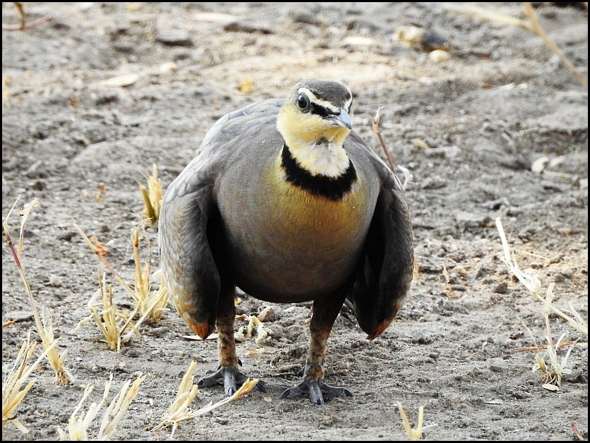 Yellow-throated Sandgrouse - ML629054860