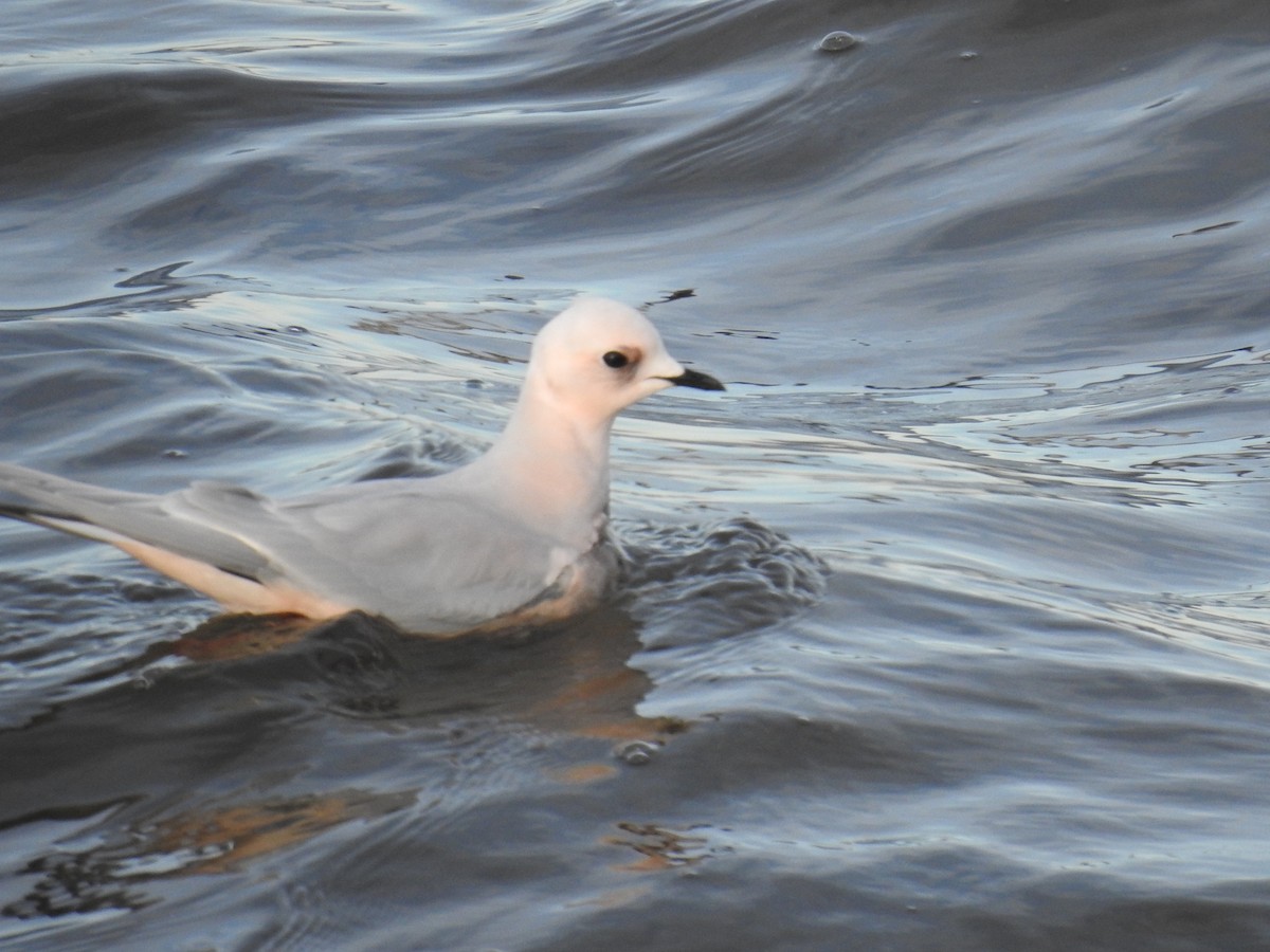 Ross's Gull - ML629054900