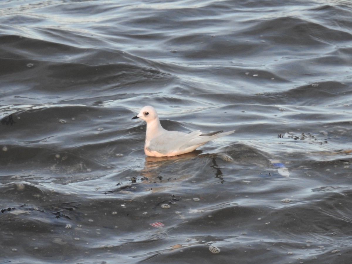 Ross's Gull - ML629054901