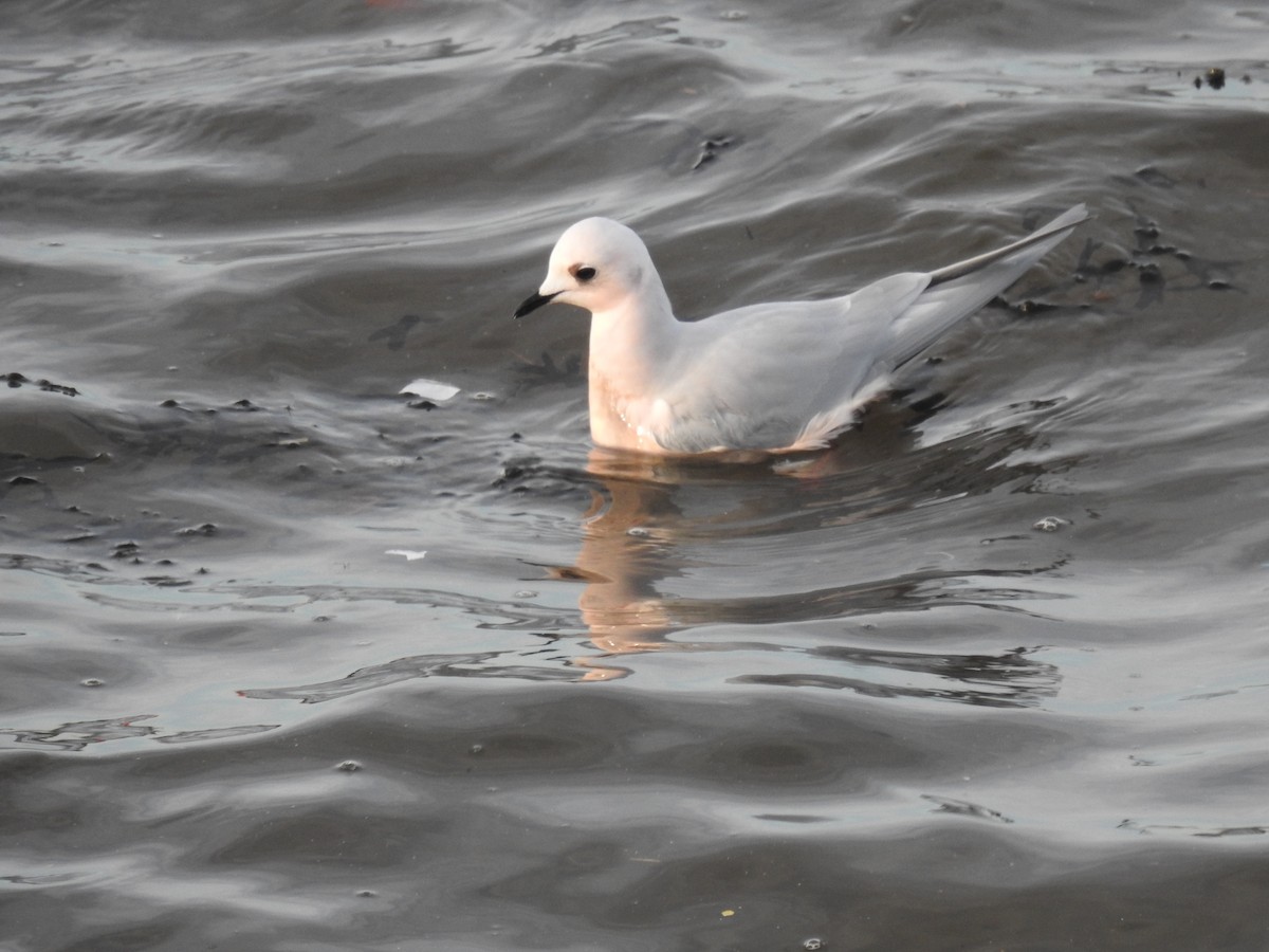 Ross's Gull - ML629054903