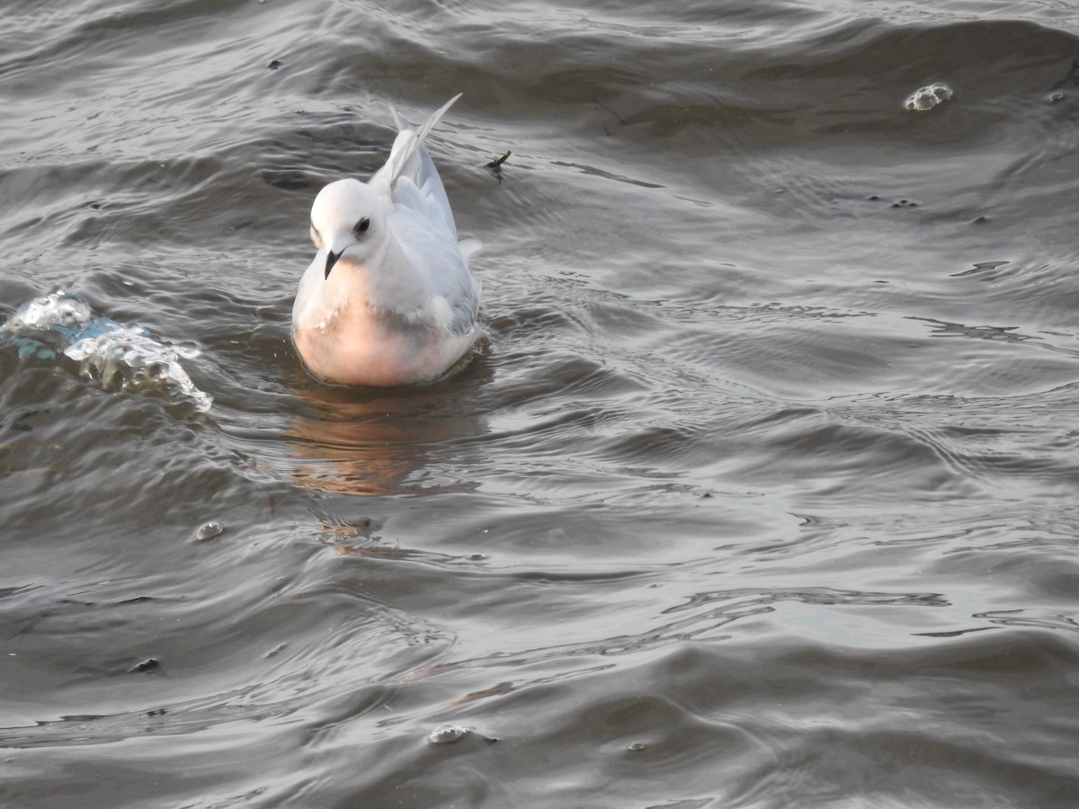 Ross's Gull - ML629054909