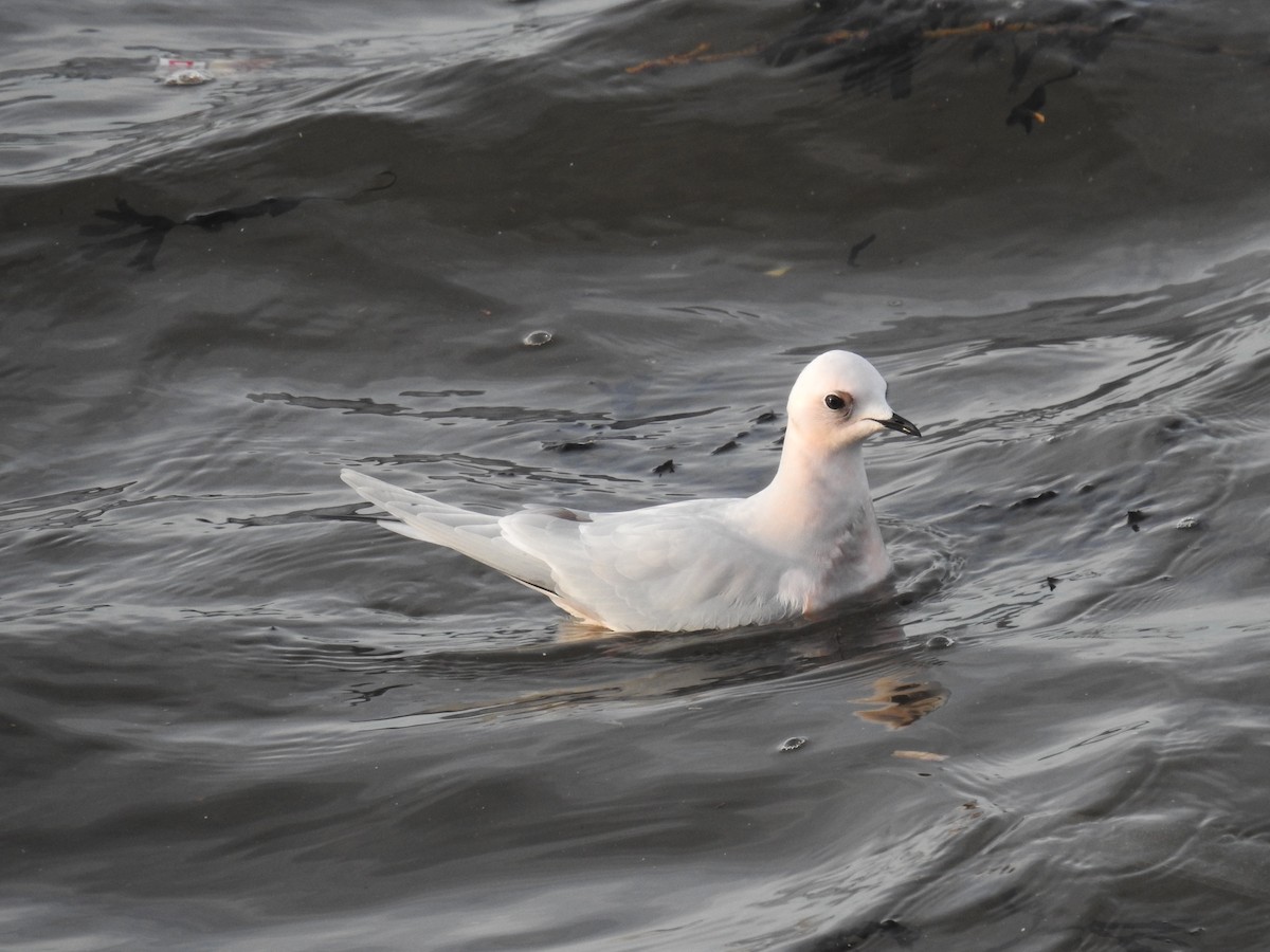 Ross's Gull - ML629054915
