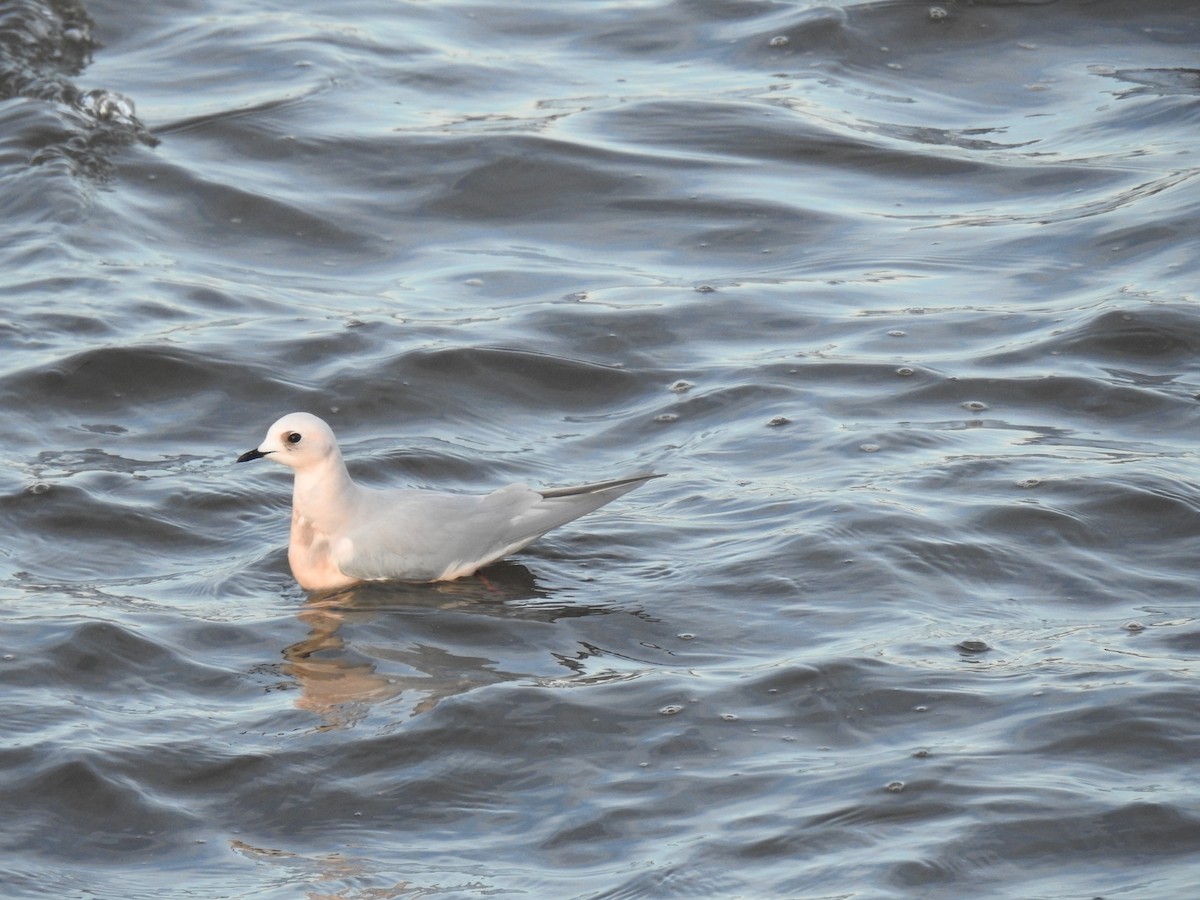 Ross's Gull - ML629054916