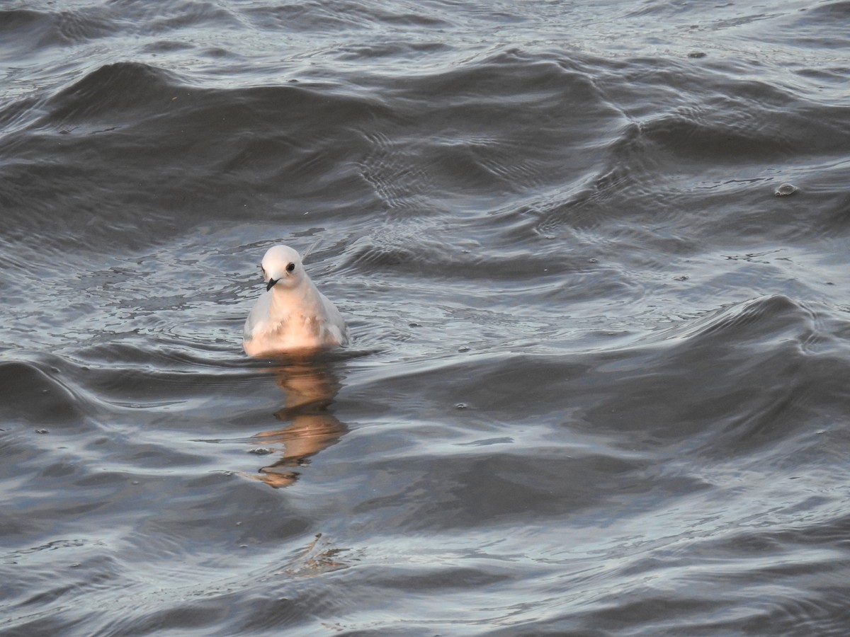 Ross's Gull - ML629054918