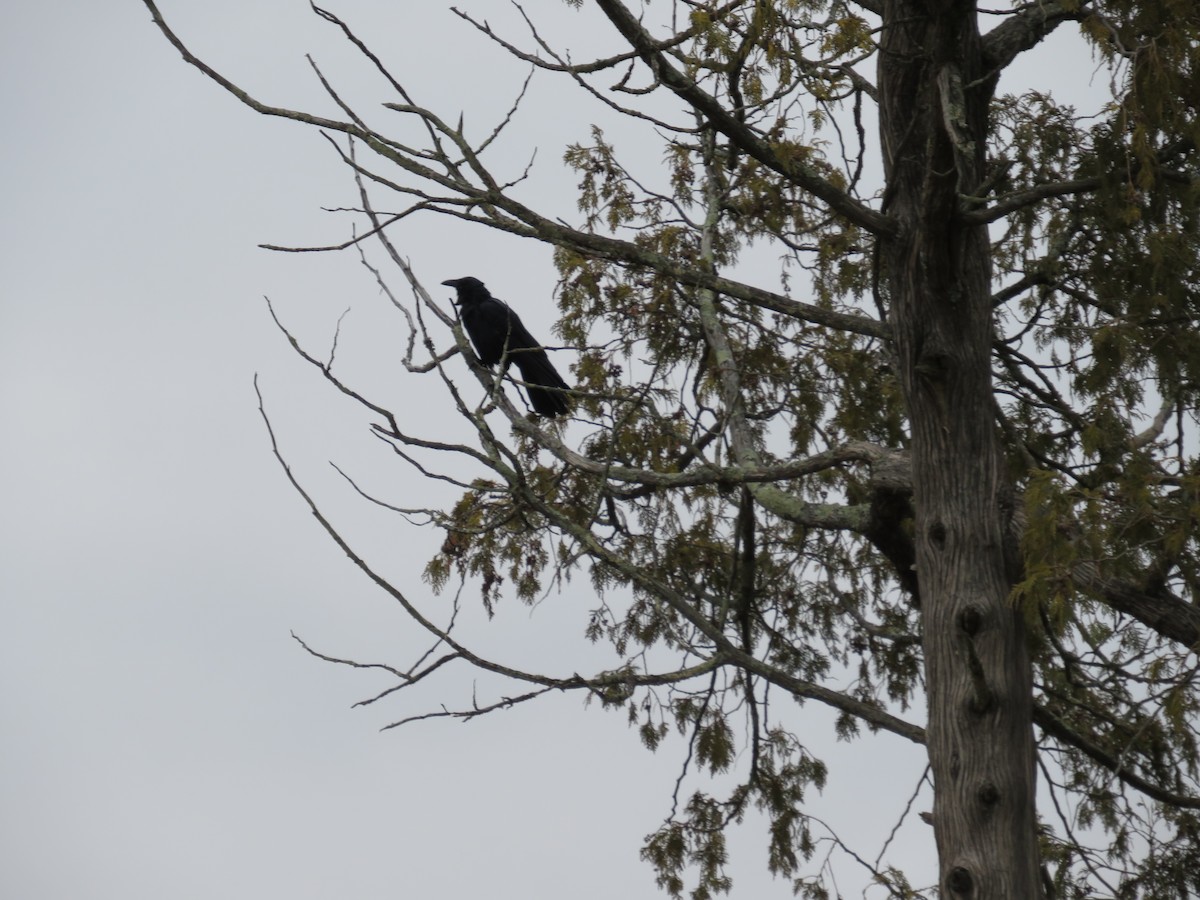 Fish Crow - ML629054920