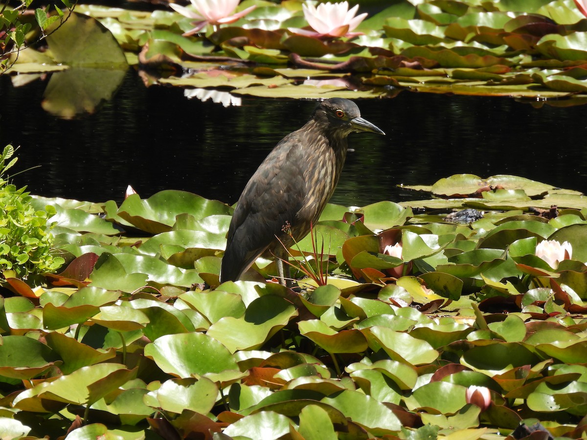 kvakoš noční - ML629054942