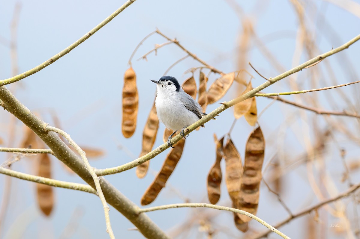 White-browed Gnatcatcher - ML629055012