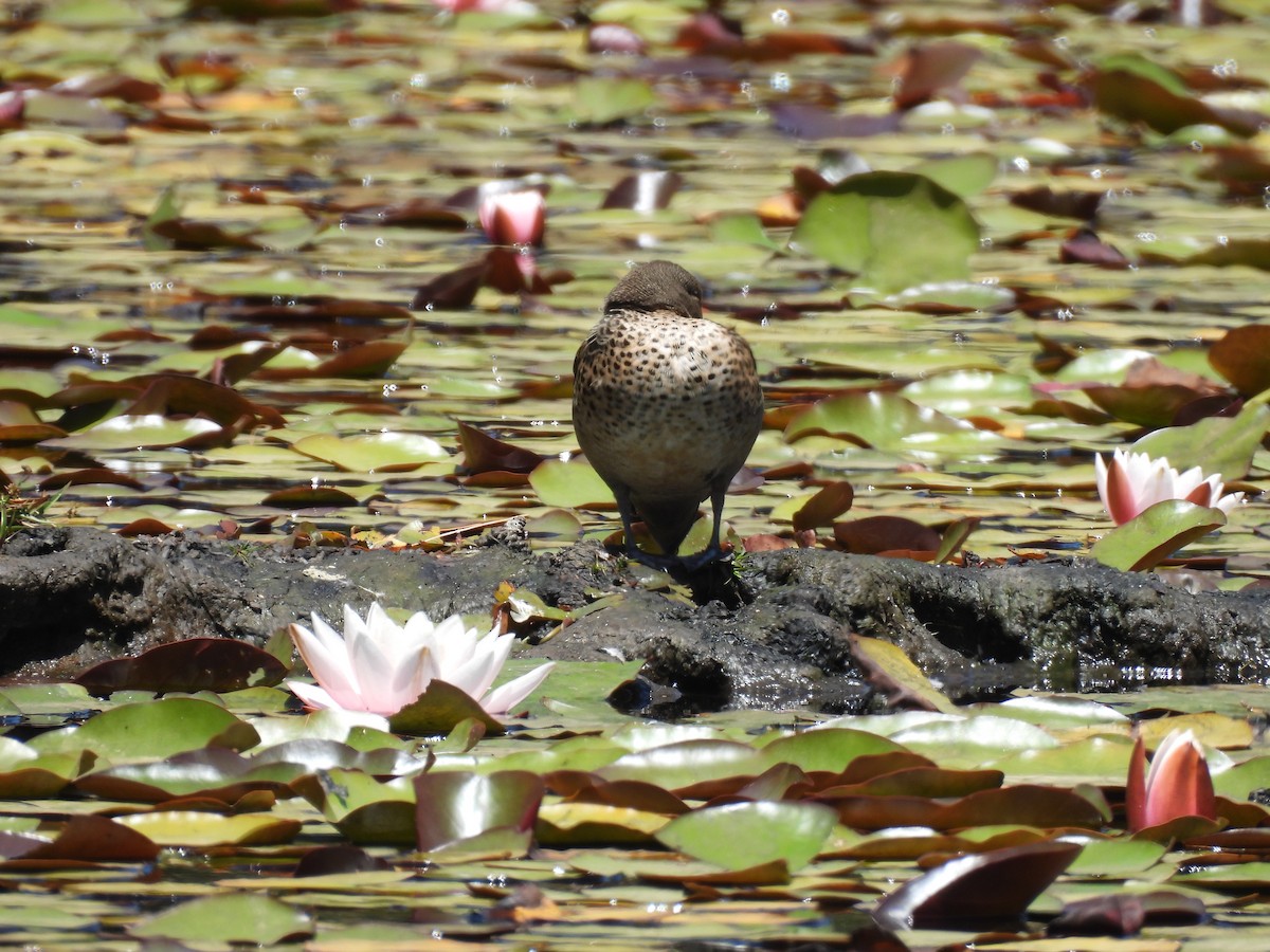 čírka kropenatá - ML629055018