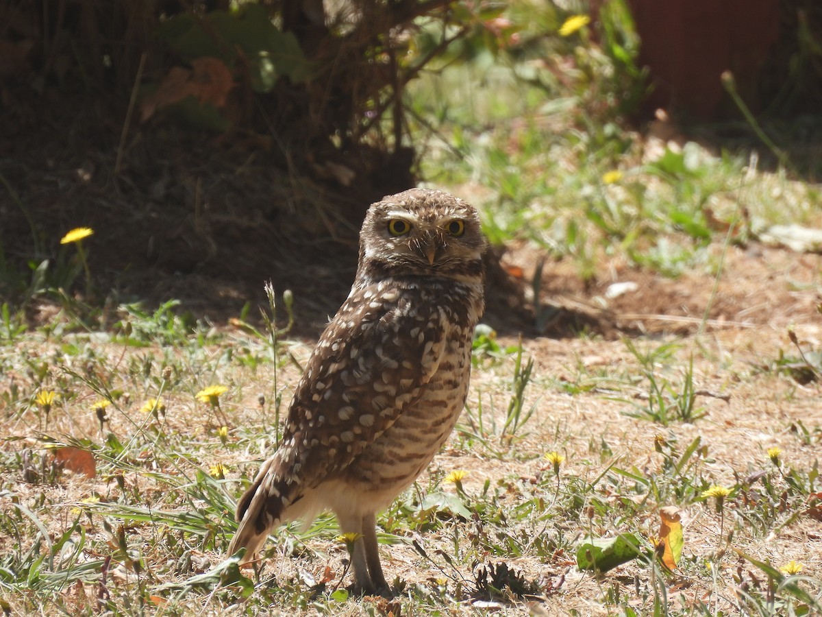 sýček králičí - ML629055096