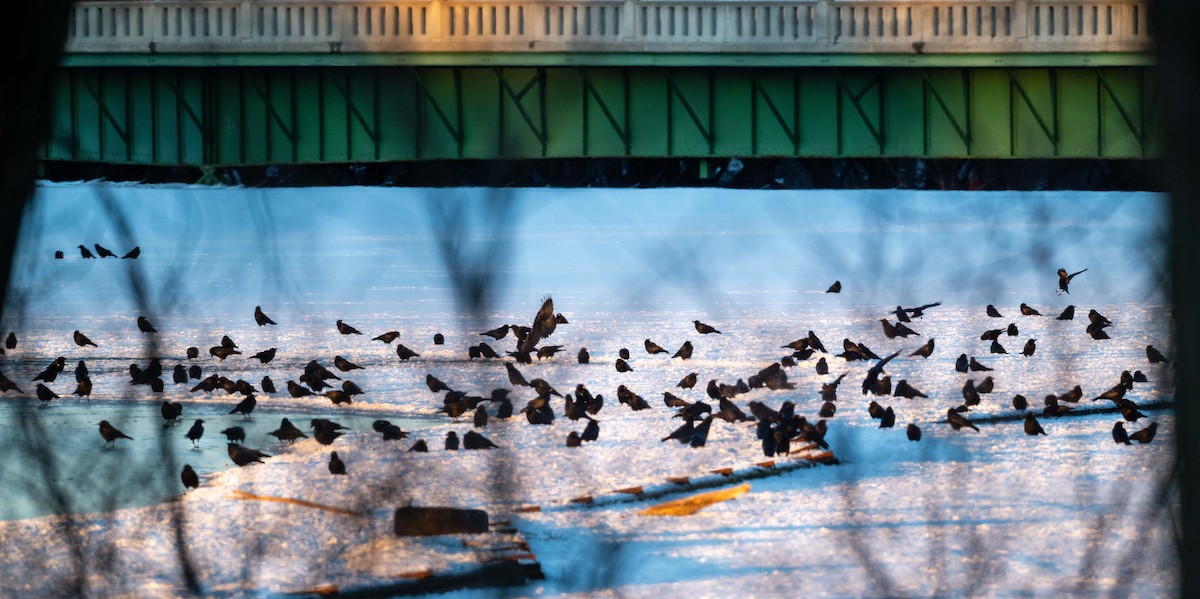 American Crow - ML629055098