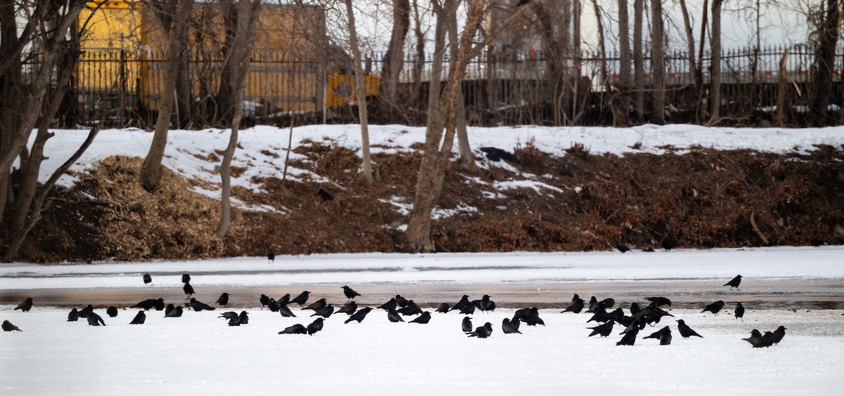 American Crow - ML629055099
