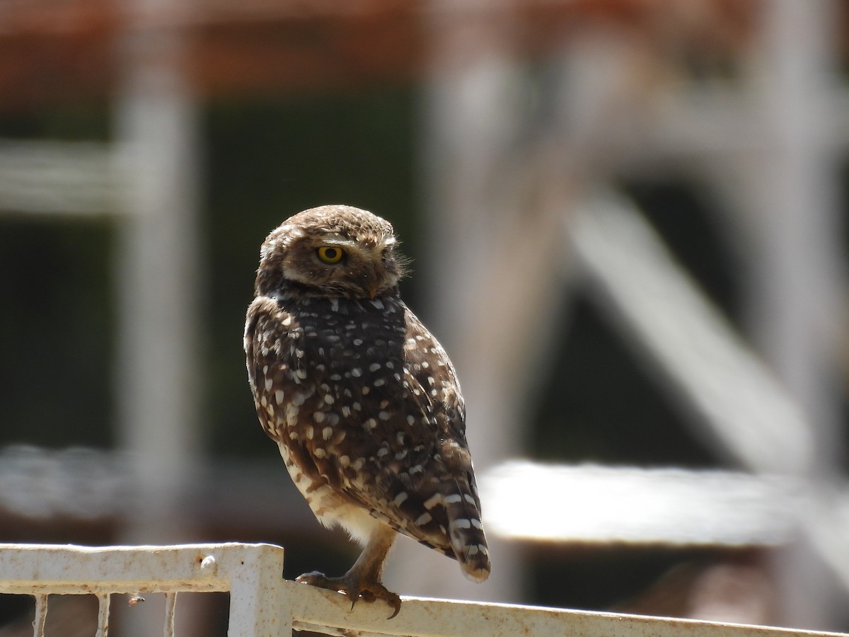 sýček králičí - ML629055111