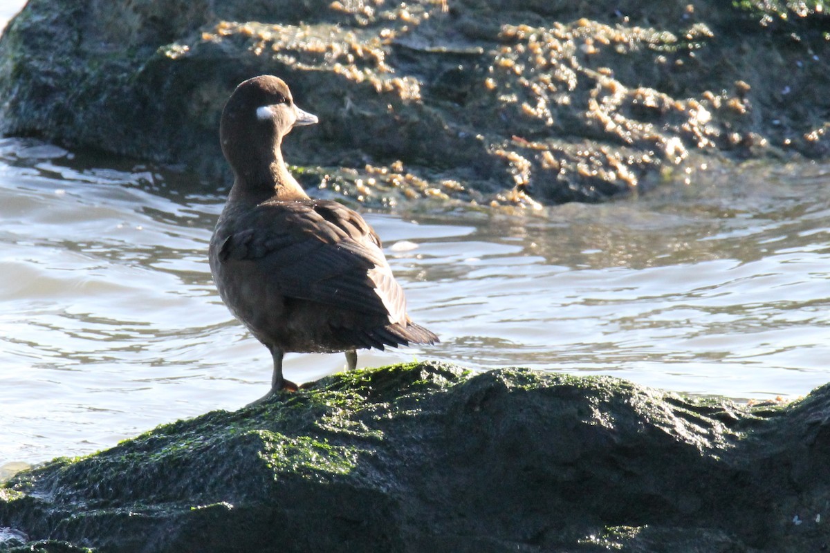 Harlequin Duck - ML629055176