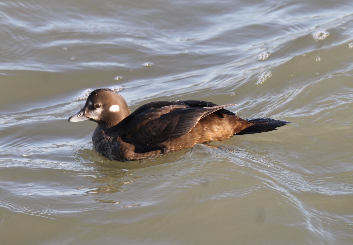Harlequin Duck - ML629055177