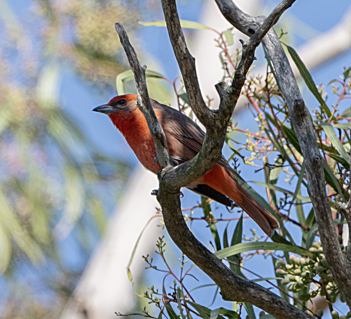 Hepatic Tanager - ML629055200