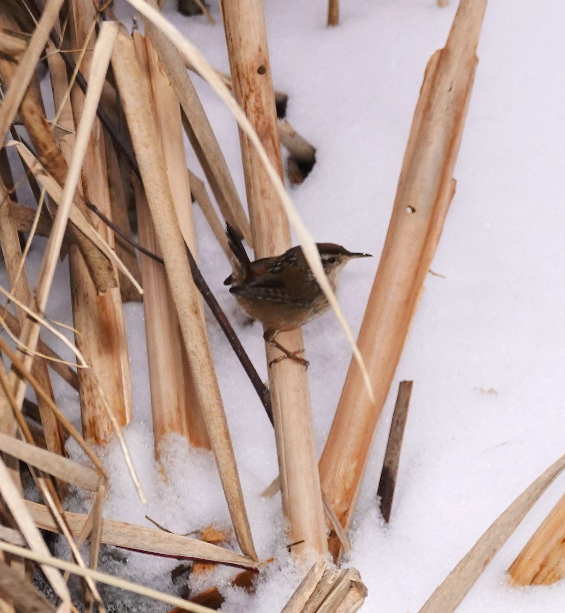 střízlík bažinný - ML629055275