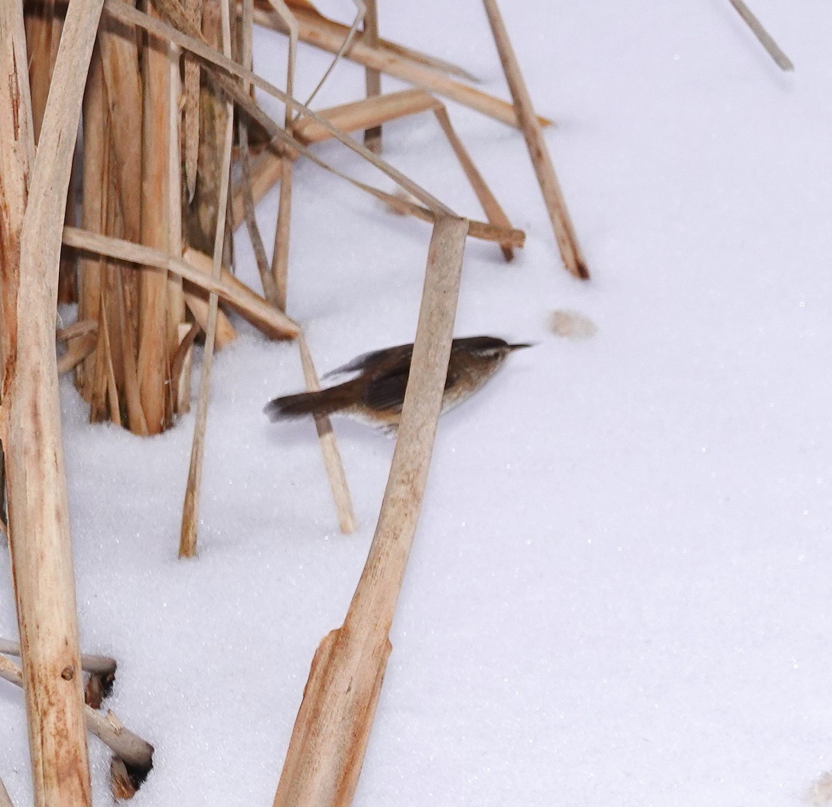 střízlík bažinný - ML629055279