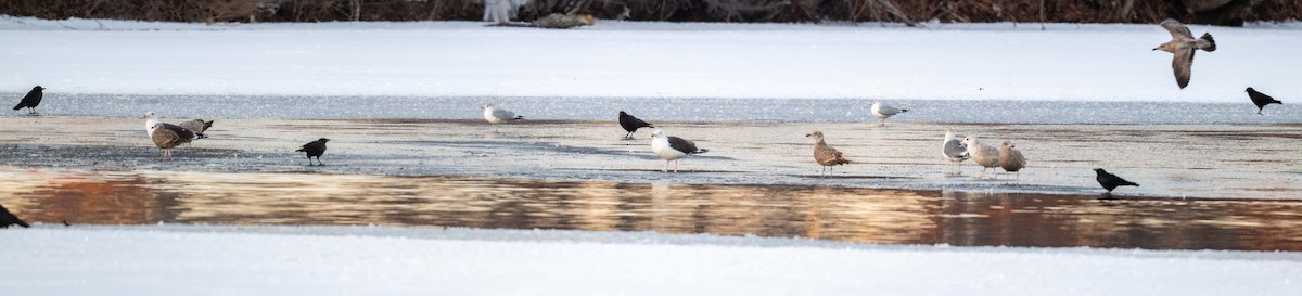 Ring-billed Gull - ML629055288
