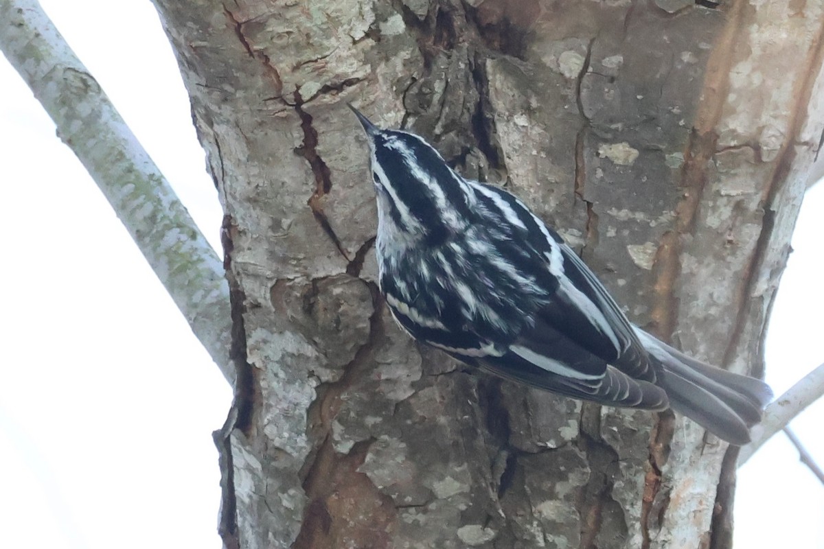 Black-and-white Warbler - ML629055609