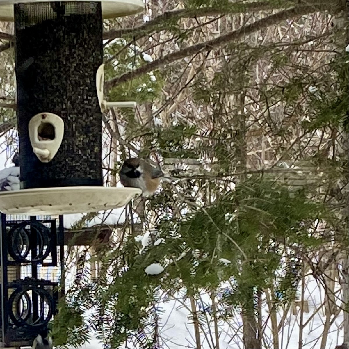 sýkora severní - ML629055640