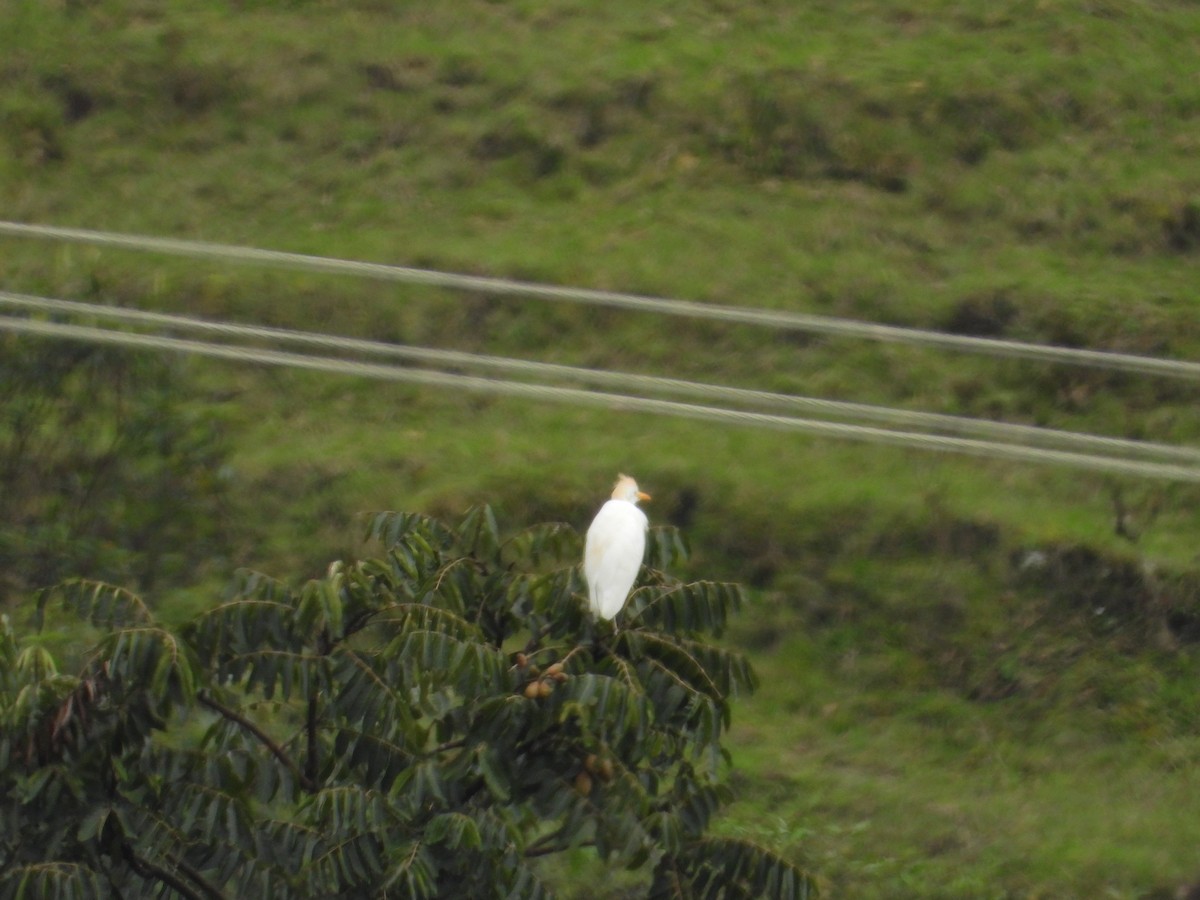 Western Cattle-Egret - ML629055763