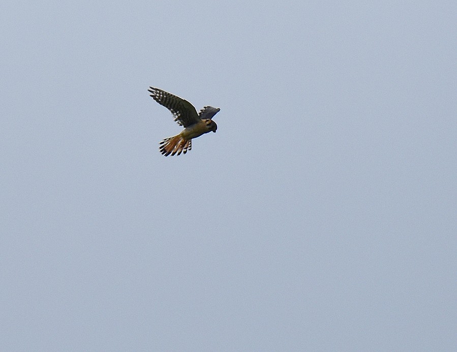 American Kestrel - ML629055767