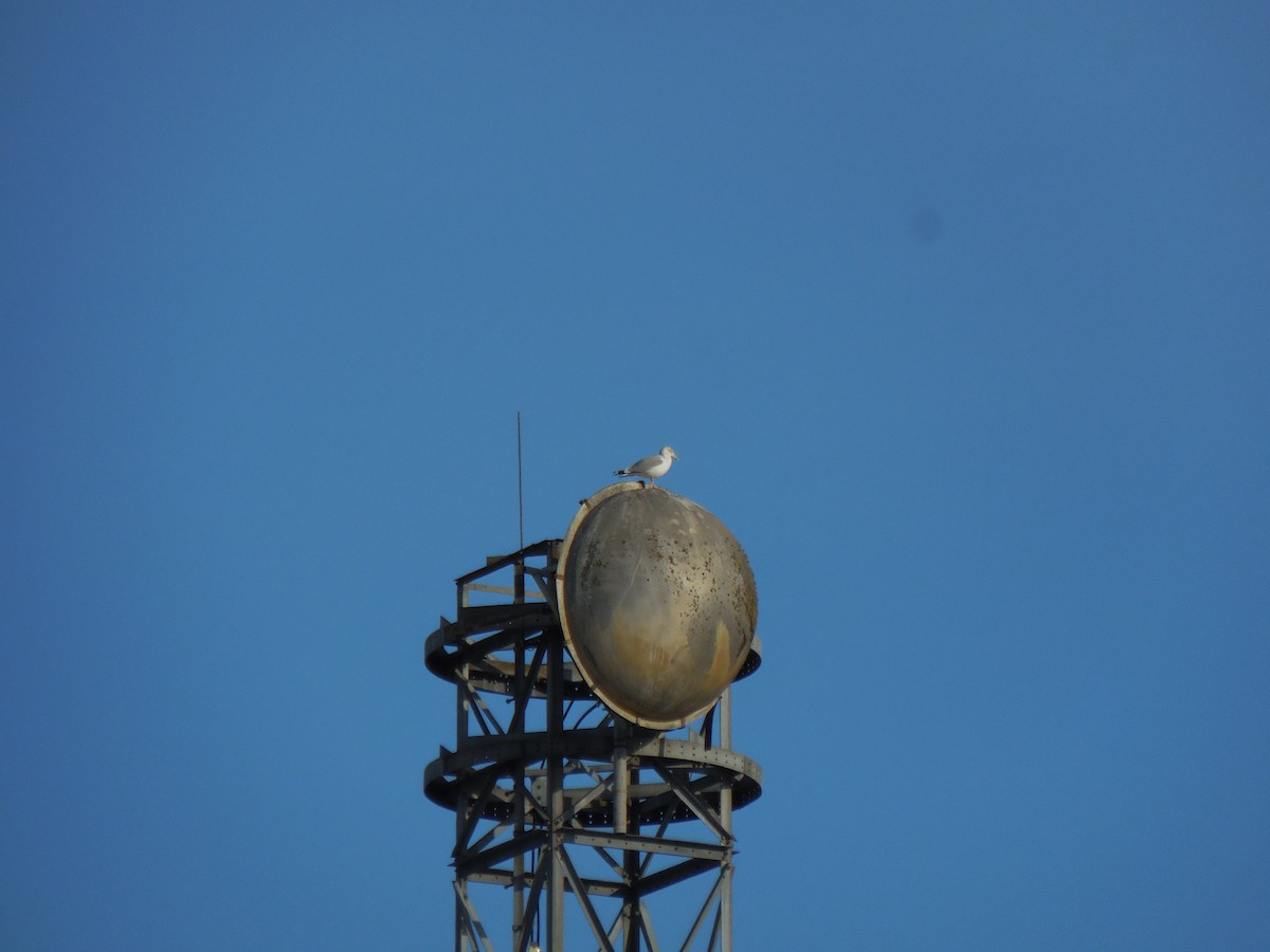 Ring-billed Gull - ML629055831