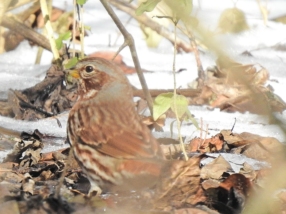 Fox Sparrow - ML629055908