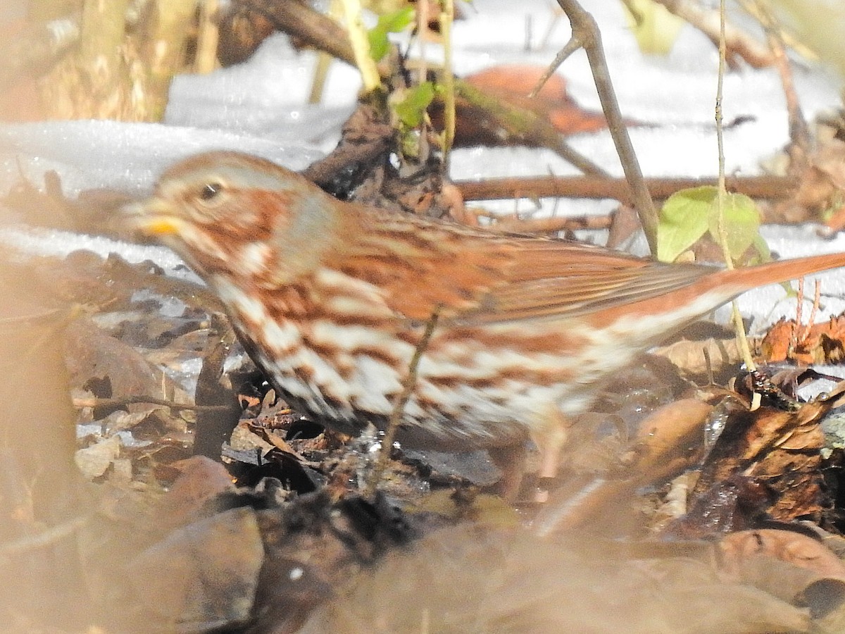 Fox Sparrow - ML629055919