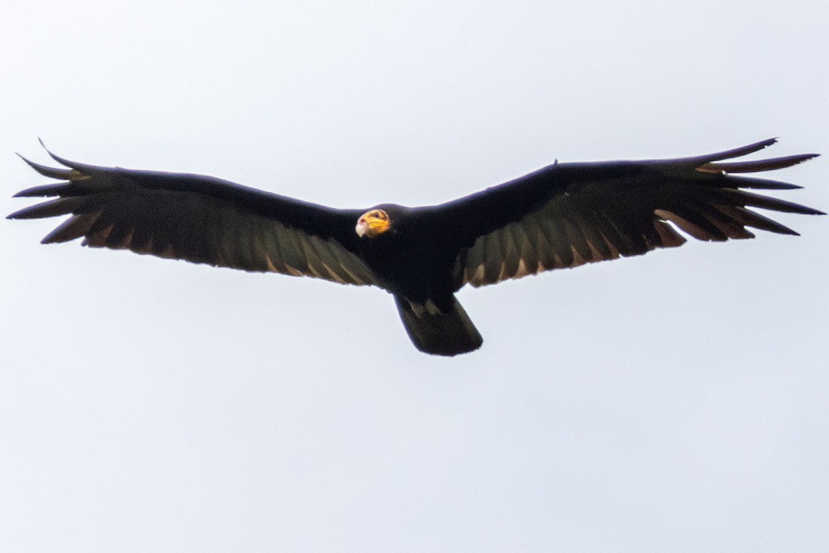 Greater Yellow-headed Vulture - ML629056045