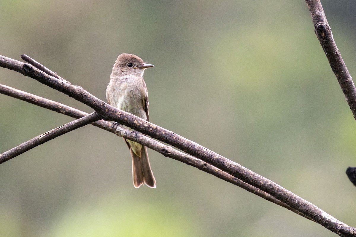 Western Wood-Pewee - ML629056051