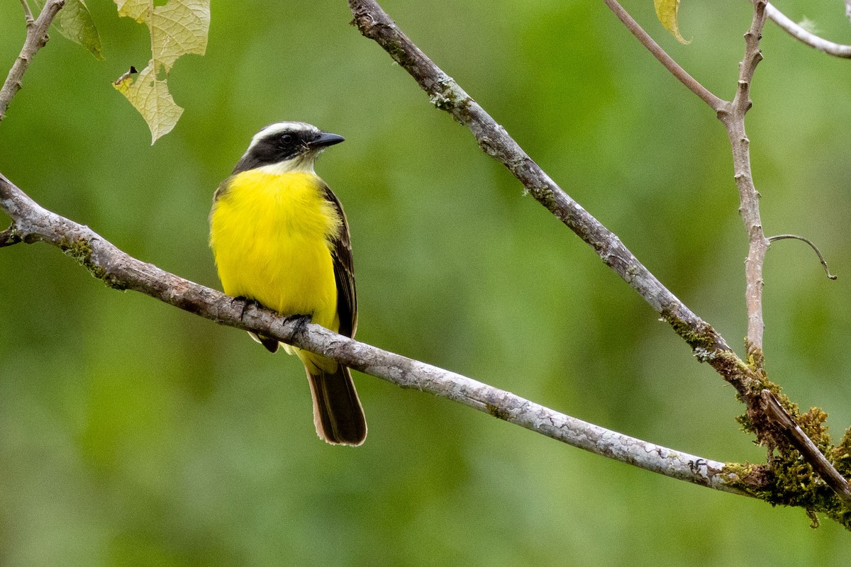 Social Flycatcher - ML629056057